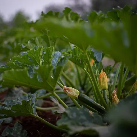 בית חווה Masseria Filippo De Raho - Agri Bio Relais